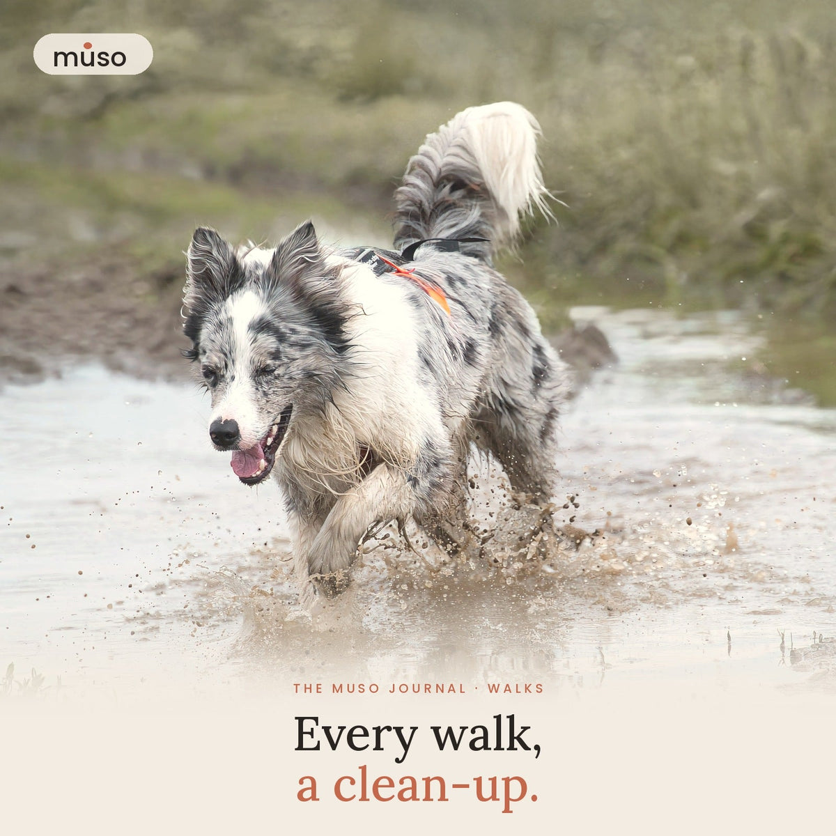 Muddy Paws, Wet Floors: How to Keep Autumn and Winter Walks Clean
