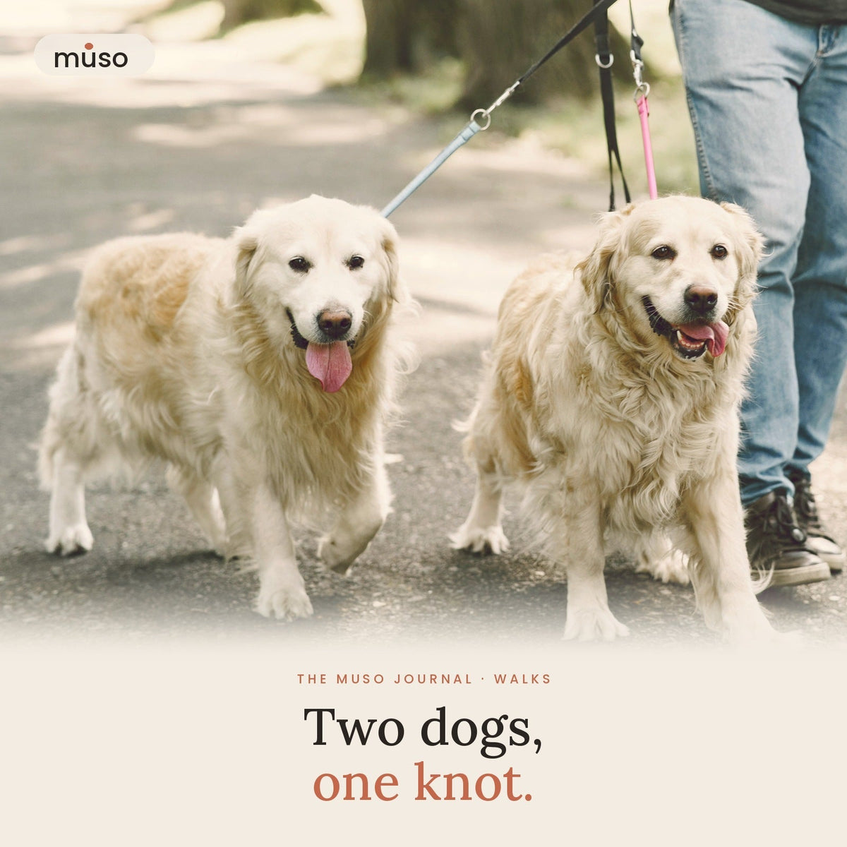 Walking Two Dogs at Once Without the Tangle