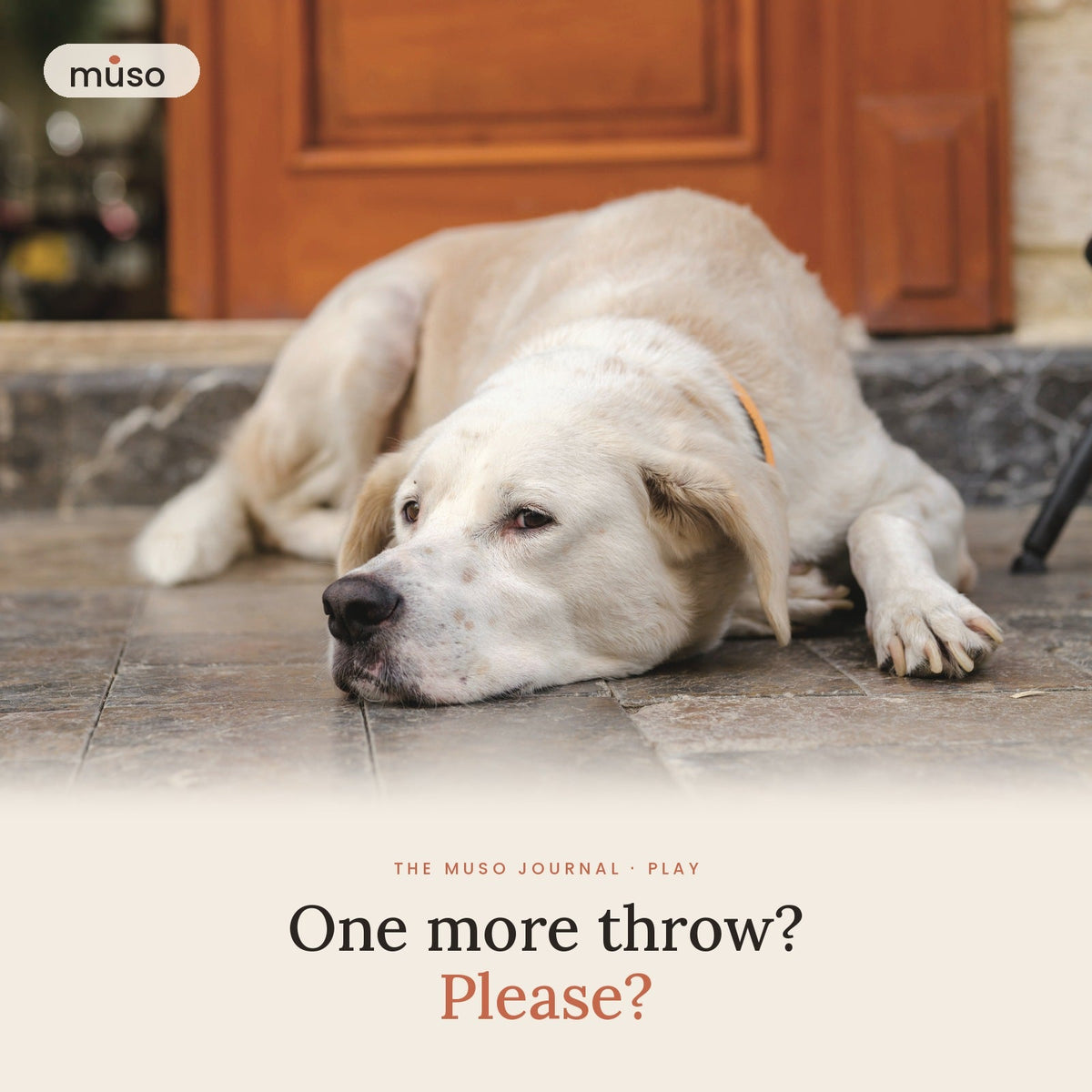 "Play With Me!" How to Keep a Bored Dog Busy When You're Busy