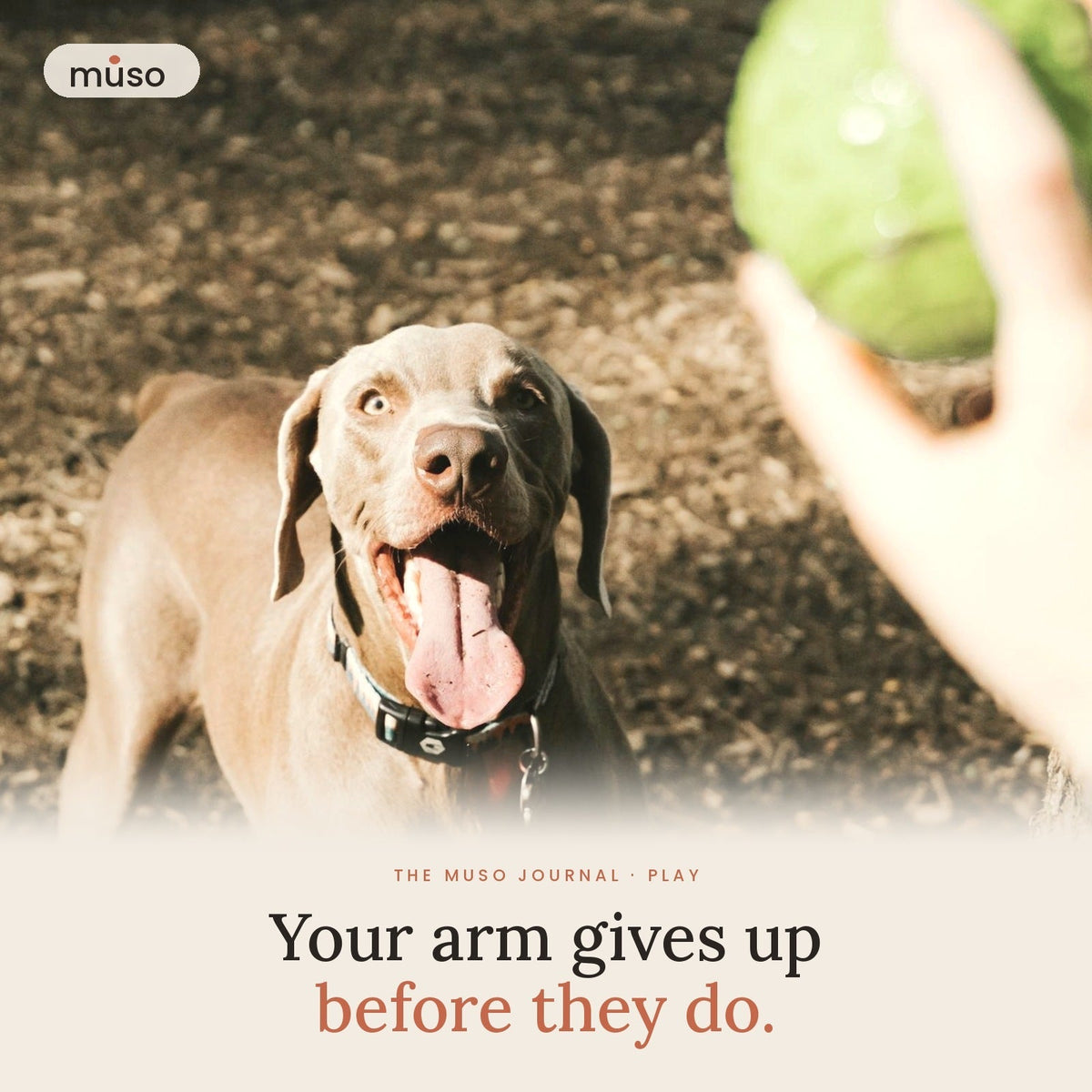 How to Keep a Fetch-Obsessed Dog Happy (Without Wearing Out Your Arm)