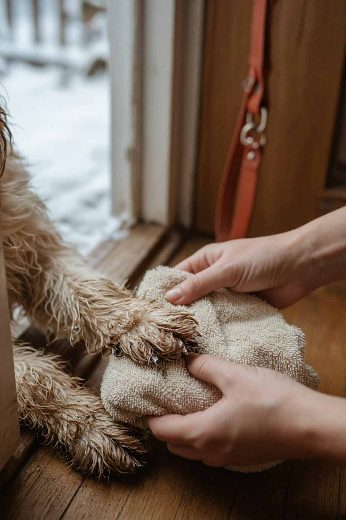 Paw Care: How to Protect Your Dog's Paws From Salt, Ice and Cold