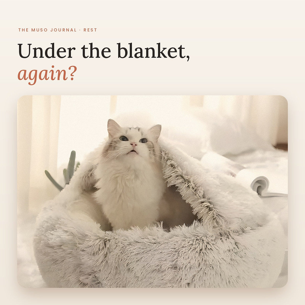 A cat burrowed in a plush covered bed