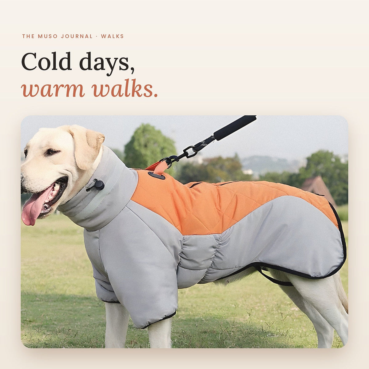 A labrador in a warm winter coat on a walk