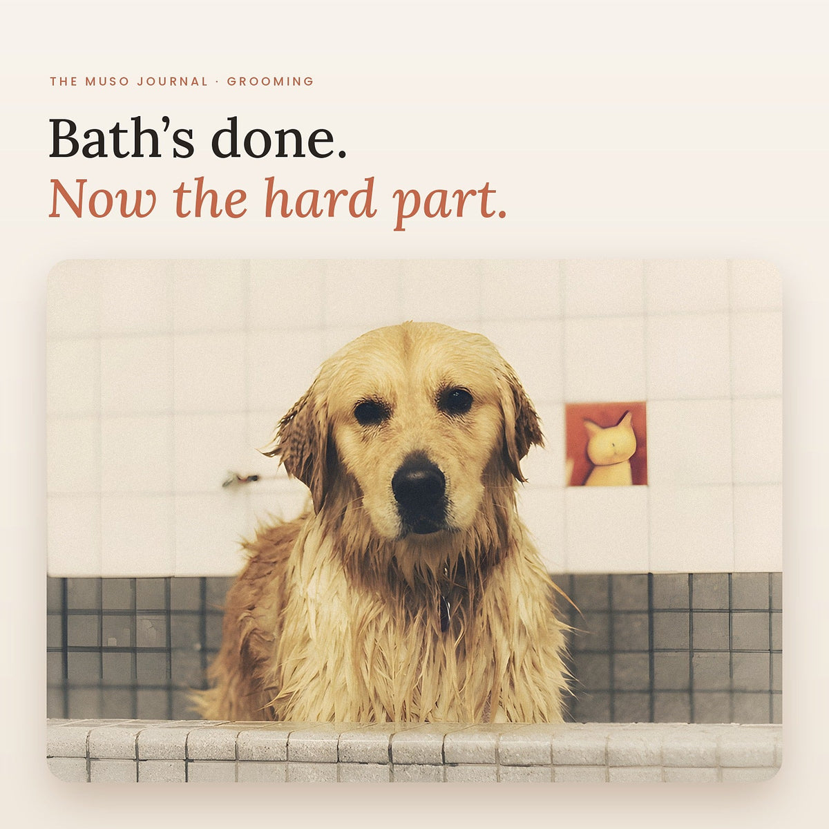 A wet golden retriever in the bath