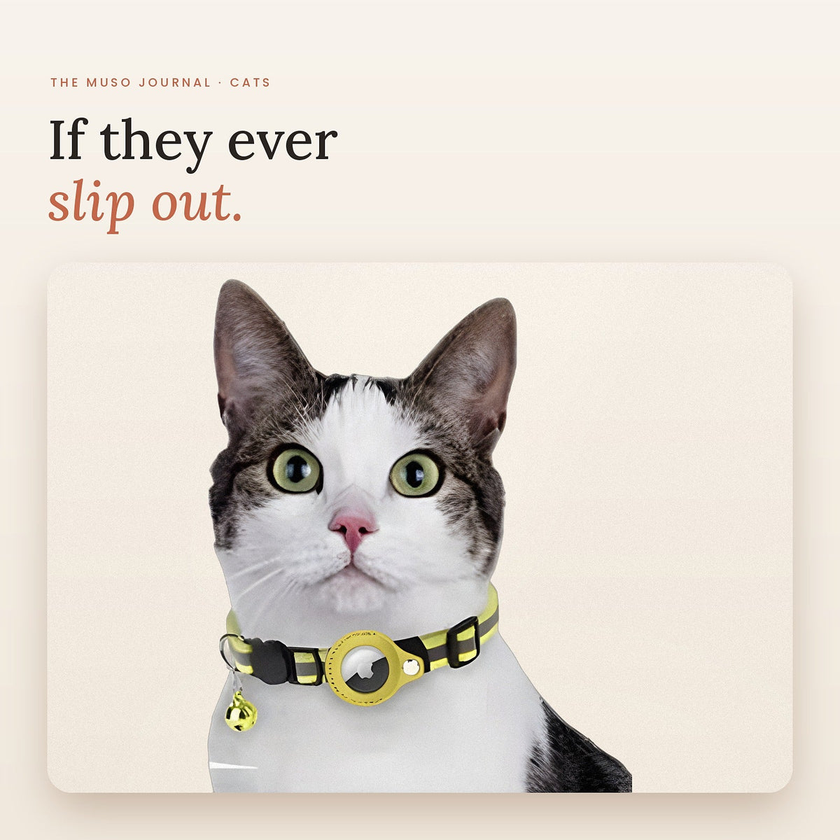 A cat wearing a collar with a tracker holder