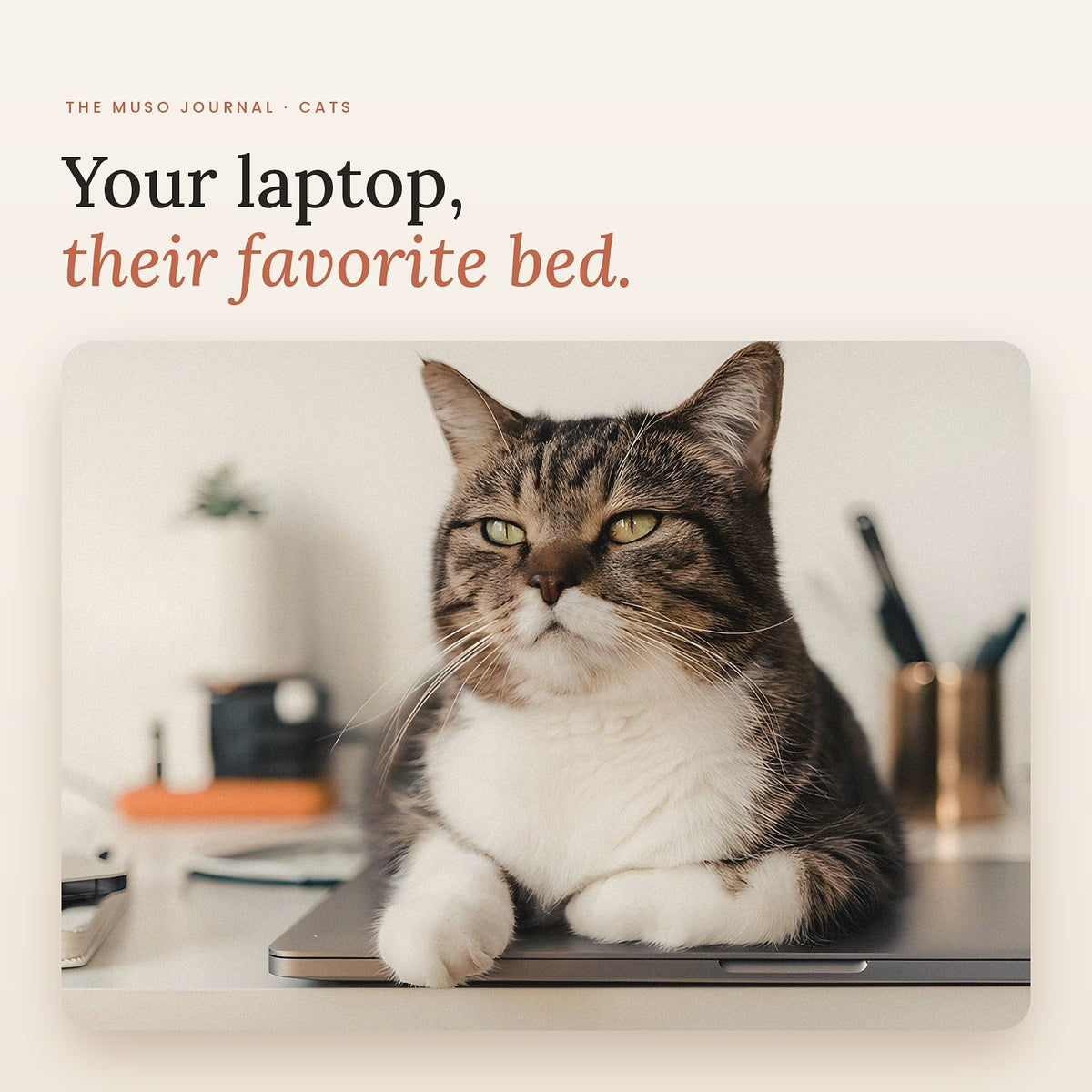 A cat sitting on a laptop at a home desk