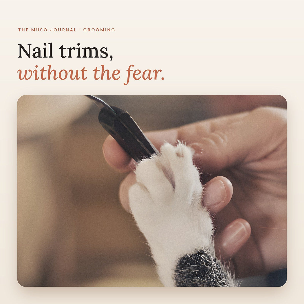 Trimming a cat's nails gently, paw held in one hand