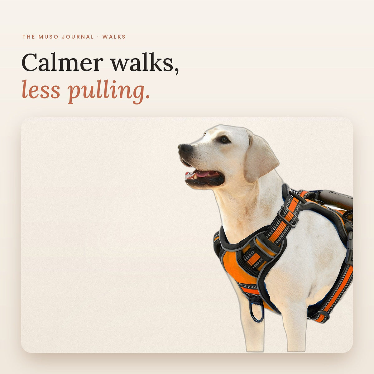 A dog wearing a padded no-pull harness
