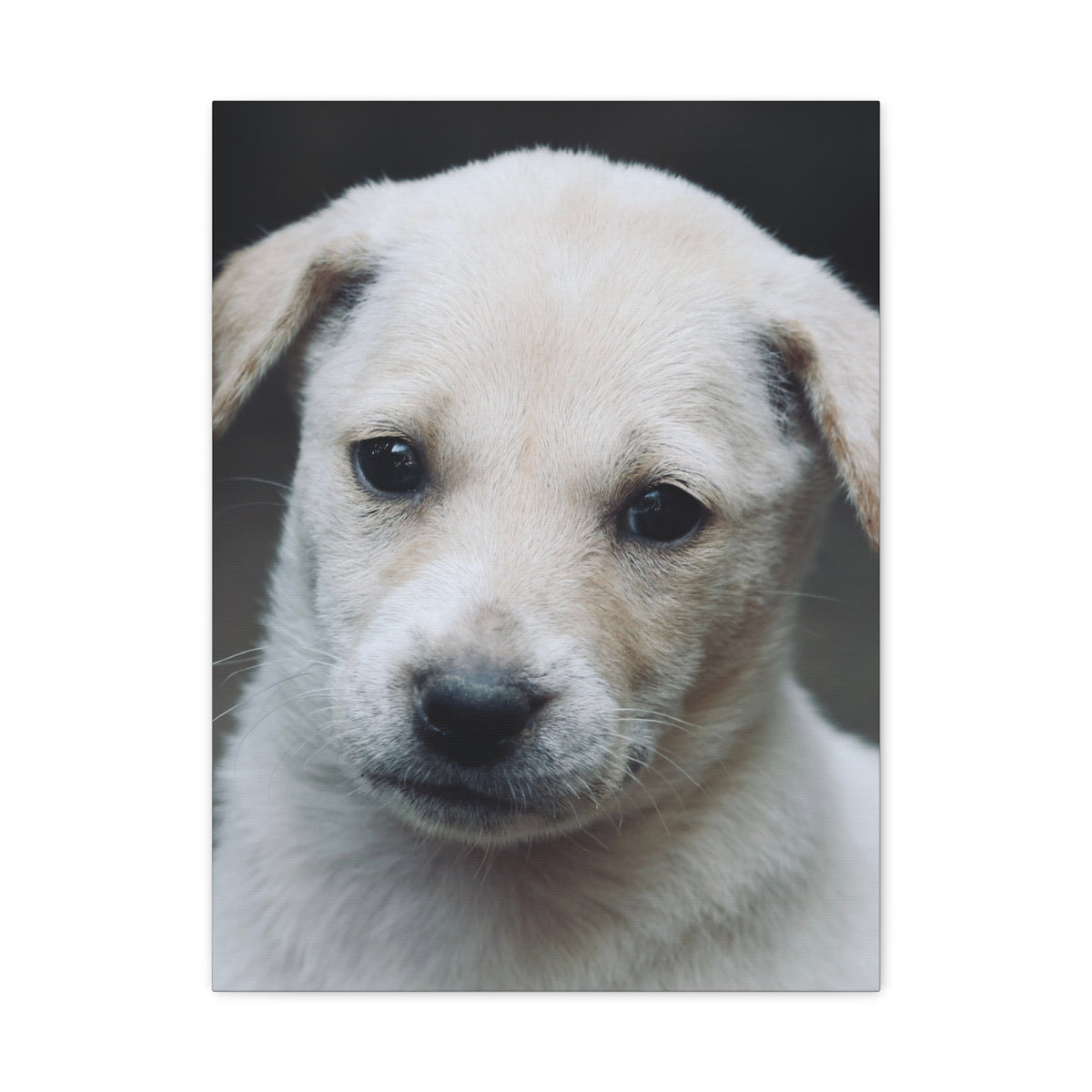 The Portrait Canvas – Custom Pet Portrait on Canvas