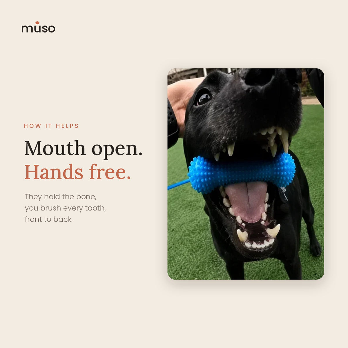 The Brushing Bone – Hands-Free Dog Dental Kit