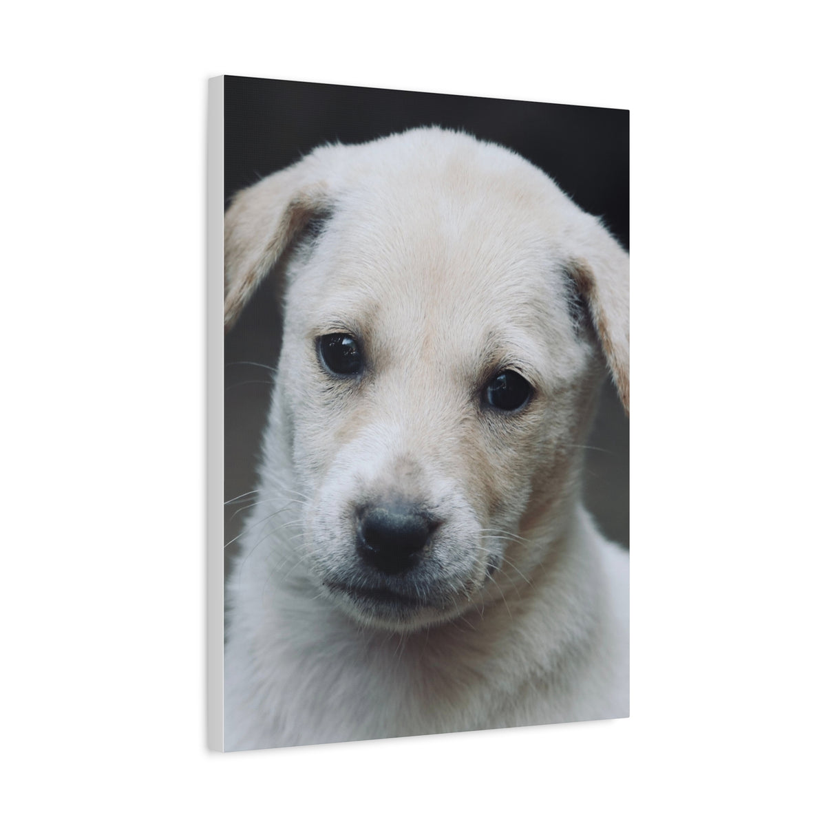 The Portrait Canvas – Custom Pet Portrait on Canvas