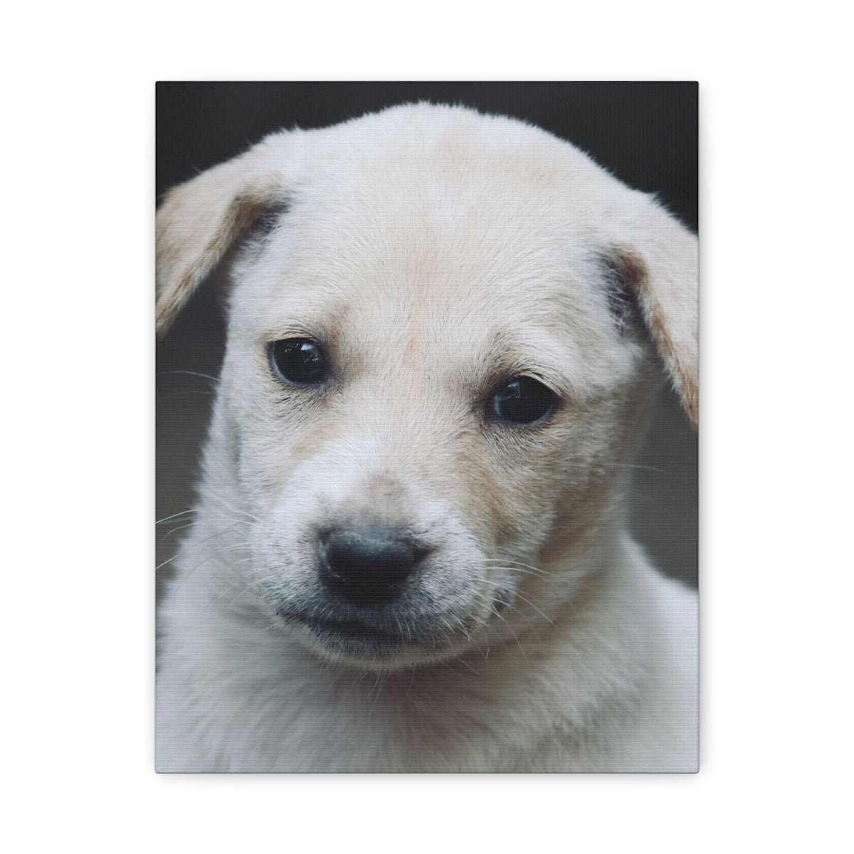 The Portrait Canvas – Custom Pet Portrait on Canvas