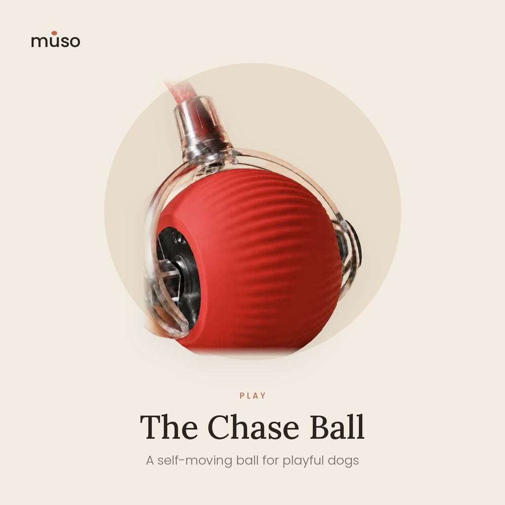 The Chase Ball – Self-Moving Interactive Dog Ball with Rope