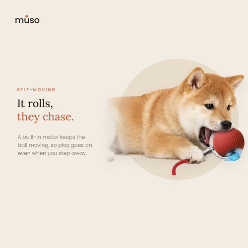 The Chase Ball – Self-Moving Interactive Dog Ball with Rope