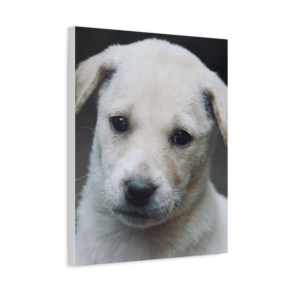 The Portrait Canvas – Custom Pet Portrait on Canvas