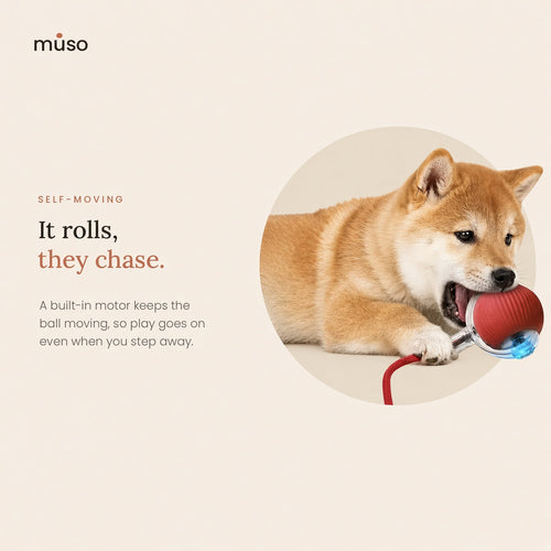 The Chase Ball – Self-Moving Interactive Dog Ball with Rope