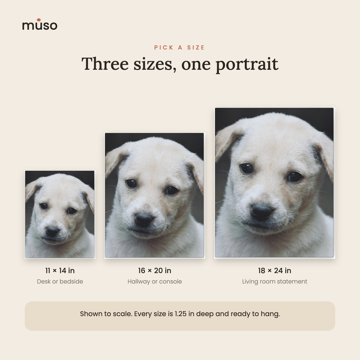 Canvas sizes shown to scale: 11 x 14, 16 x 20 and 18 x 24 inches