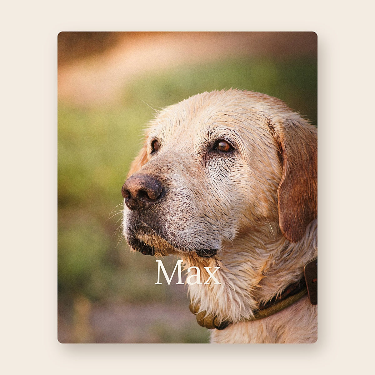 The Portrait Blanket by MUSO: a personalized blanket with your pet's photo and name