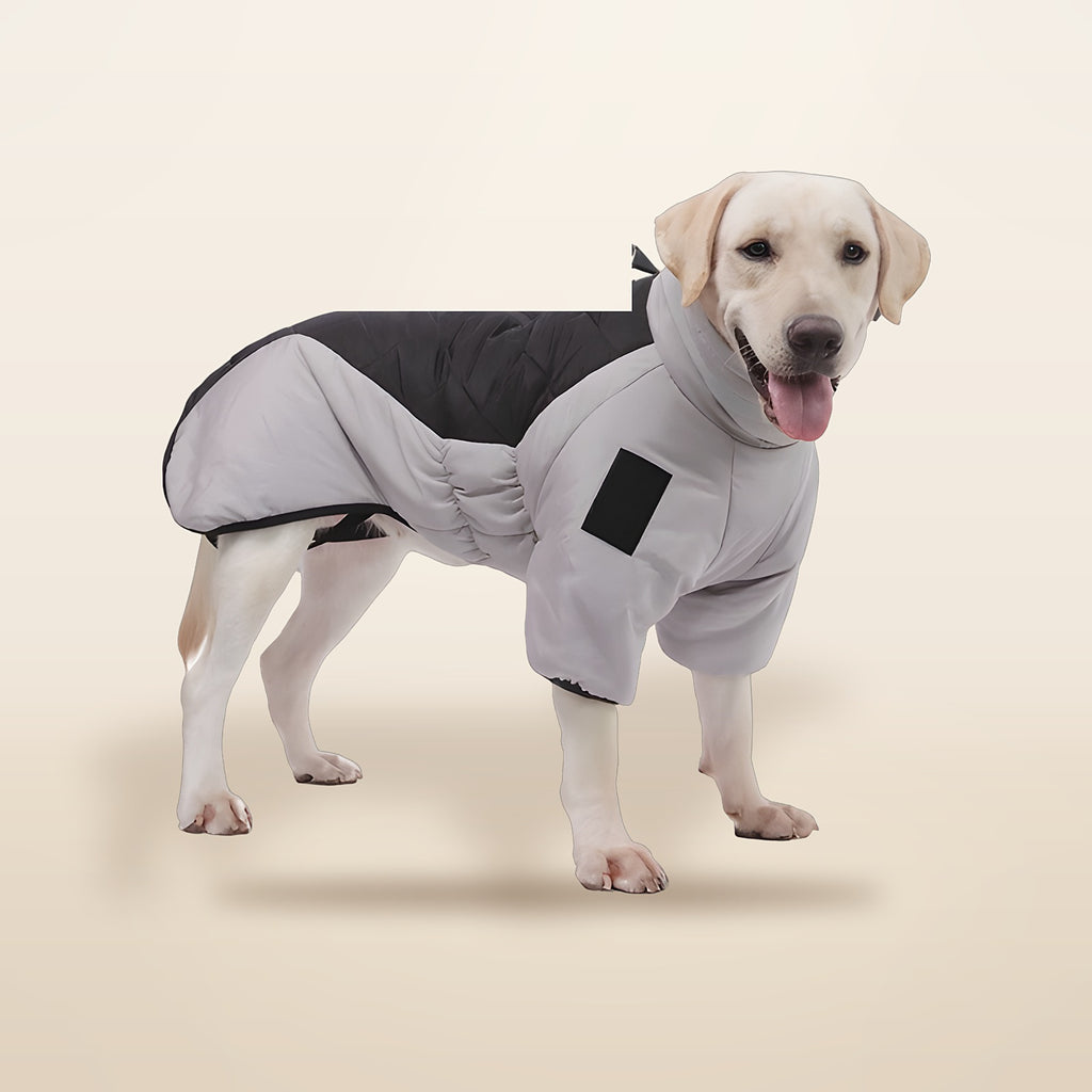 Labrador wearing The Winter Coat by MUSO